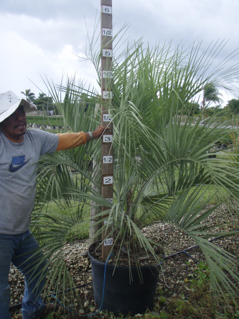 butia-capitata-cocos-australis-pindo-palm-jelly-palm