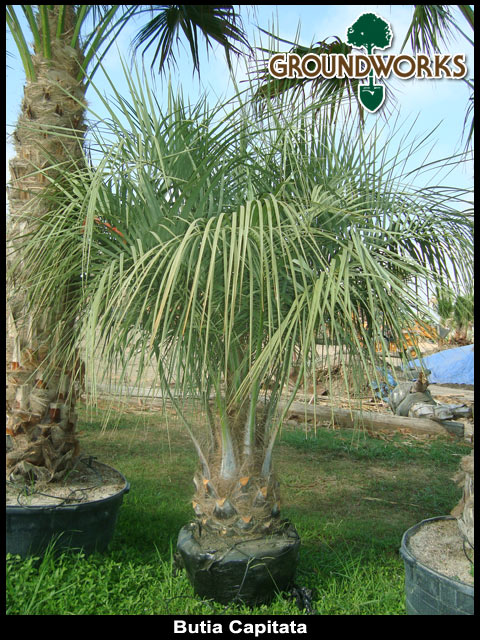 butia-capitata-cocos-australis-pindo-palm-jelly-palm