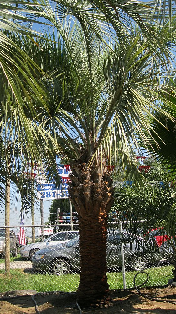 butia-capitata-cocos-australis-pindo-palm-jelly-palm