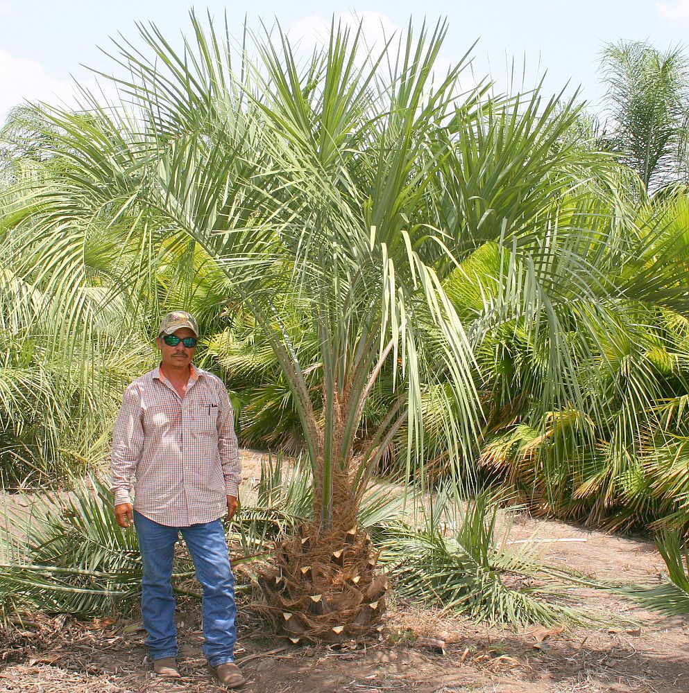 butia-capitata-cocos-australis-pindo-palm-jelly-palm