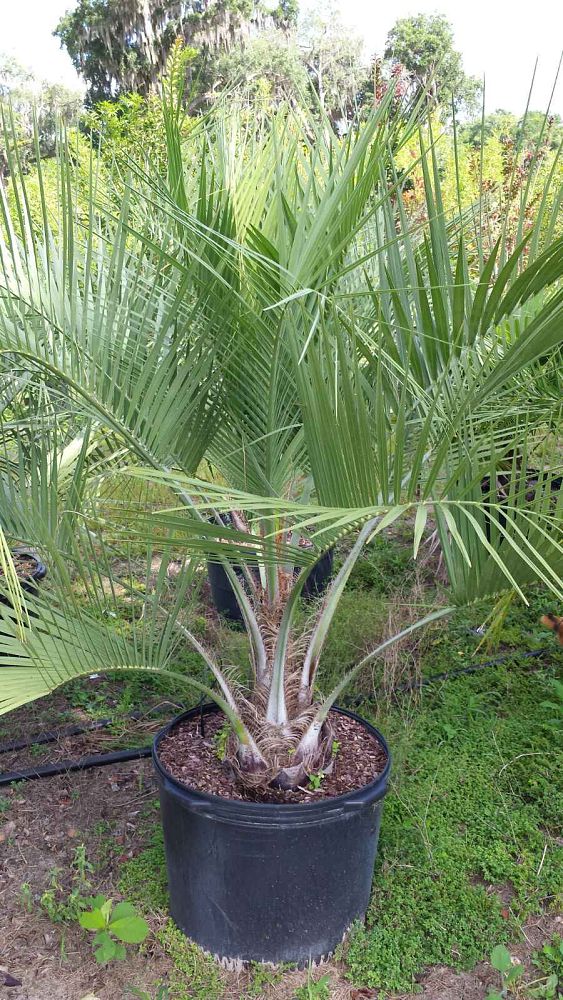 butia-capitata-cocos-australis-pindo-palm-jelly-palm