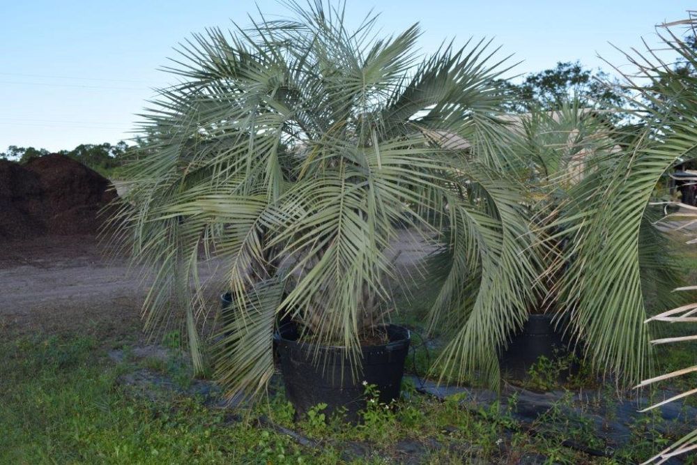 butia-capitata-cocos-australis-pindo-palm-jelly-palm