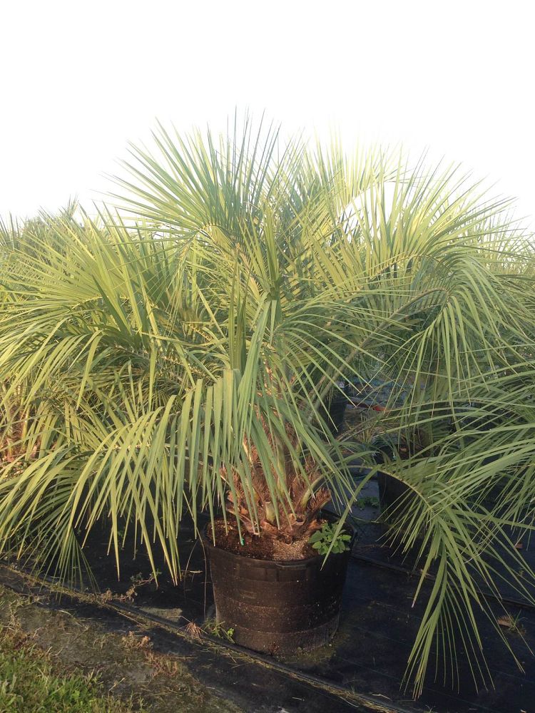 butia-capitata-cocos-australis-pindo-palm-jelly-palm