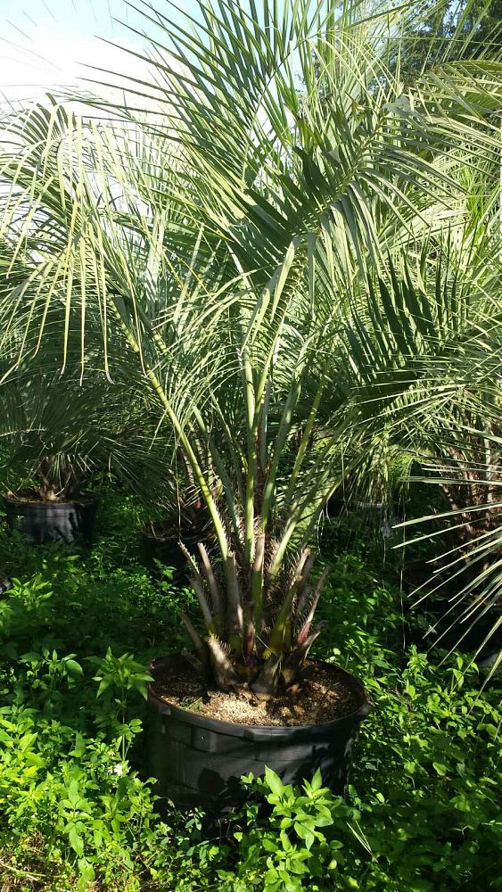 butia-capitata-cocos-australis-pindo-palm-jelly-palm