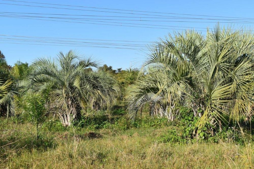 butia-capitata-cocos-australis-pindo-palm-jelly-palm
