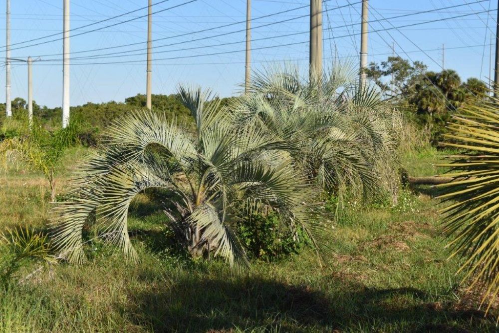 butia-capitata-cocos-australis-pindo-palm-jelly-palm