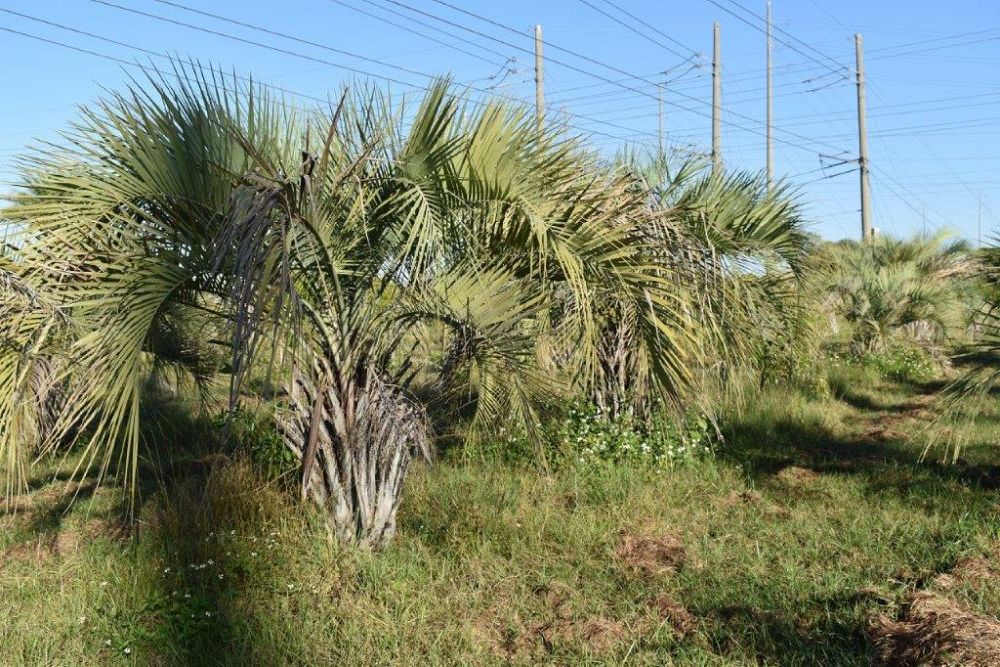butia-capitata-cocos-australis-pindo-palm-jelly-palm