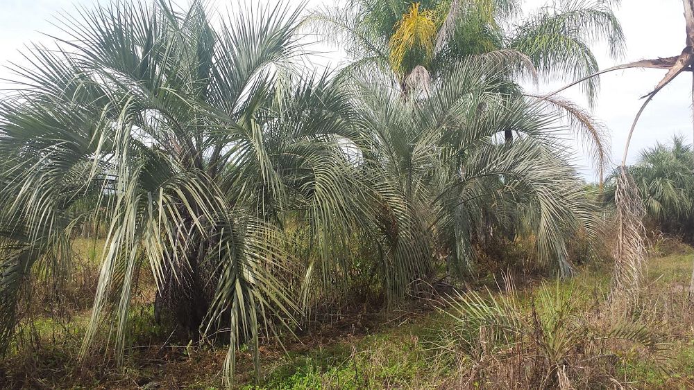 butia-capitata-cocos-australis-pindo-palm-jelly-palm
