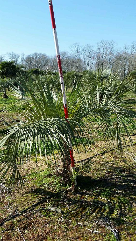 butia-capitata-cocos-australis-pindo-palm-jelly-palm