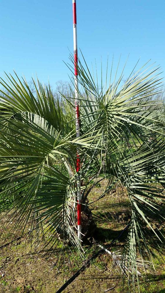 butia-capitata-cocos-australis-pindo-palm-jelly-palm