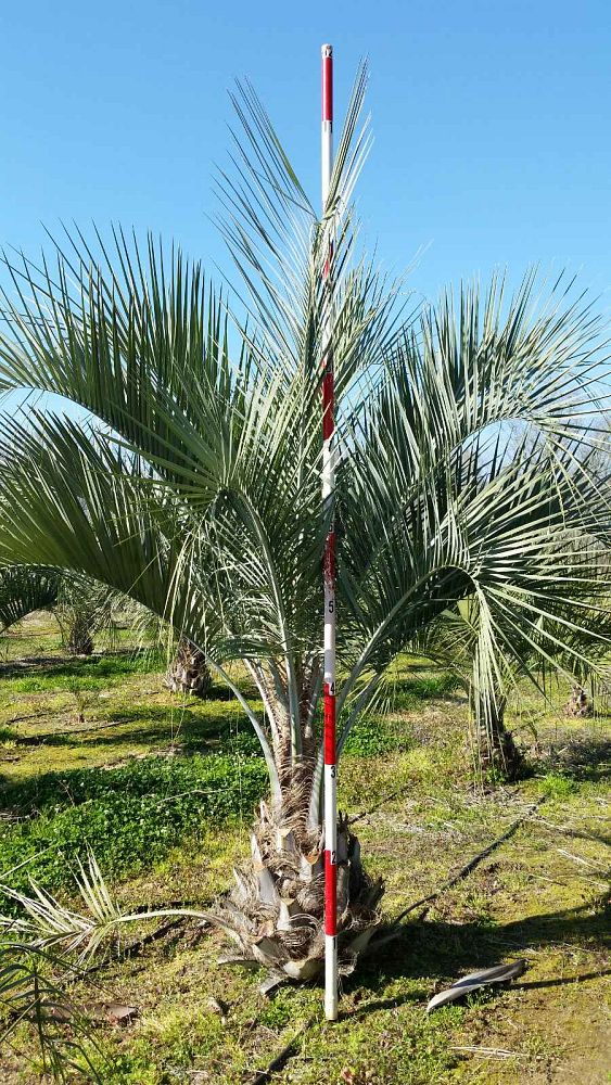 butia-capitata-cocos-australis-pindo-palm-jelly-palm