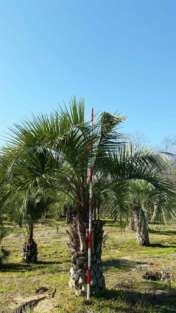 butia-capitata-cocos-australis-pindo-palm-jelly-palm