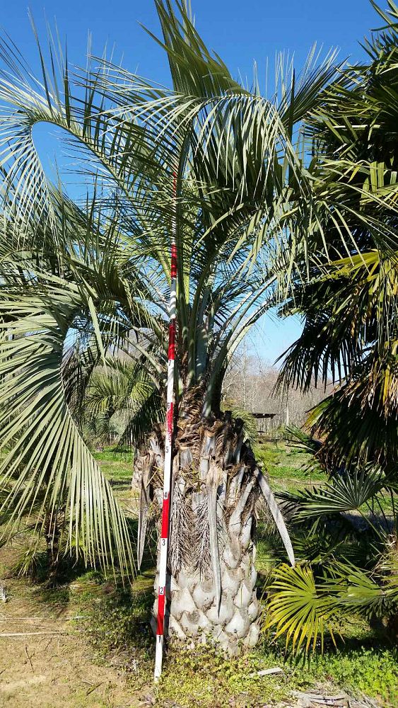 butia-capitata-cocos-australis-pindo-palm-jelly-palm