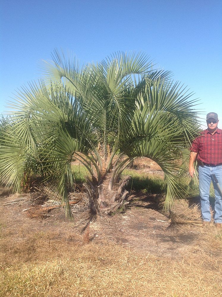 butia-capitata-cocos-australis-pindo-palm-jelly-palm