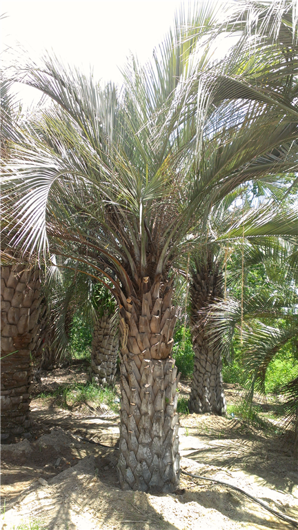 butia-capitata-cocos-australis-pindo-palm-jelly-palm