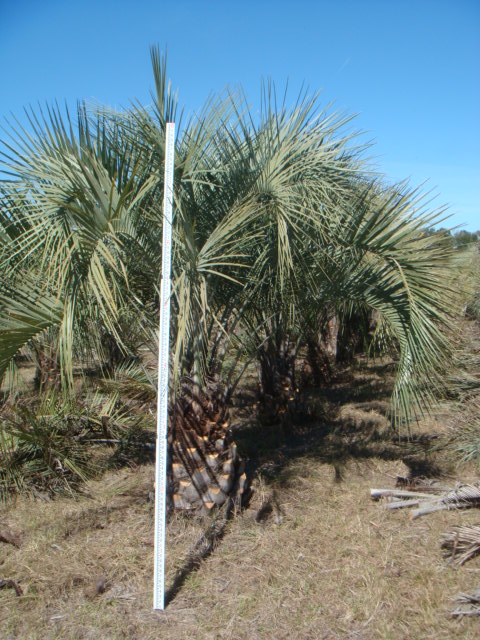 butia-capitata-cocos-australis-pindo-palm-jelly-palm