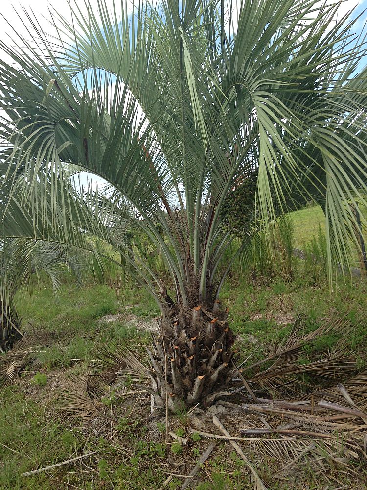 butia-capitata-cocos-australis-pindo-palm-jelly-palm