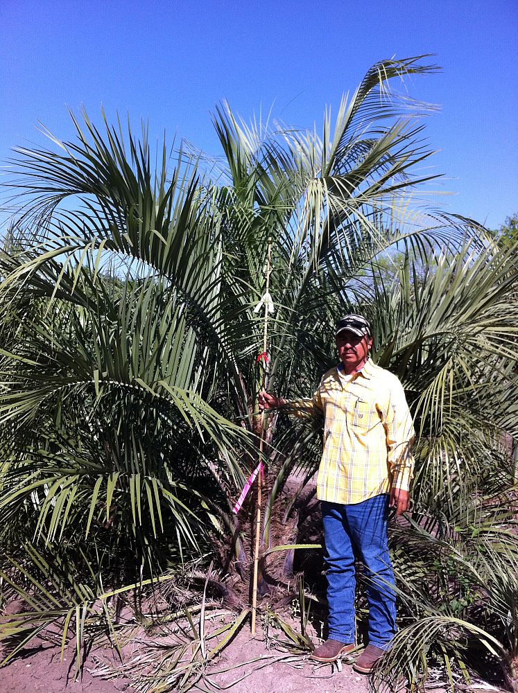 butia-capitata-cocos-australis-pindo-palm-jelly-palm