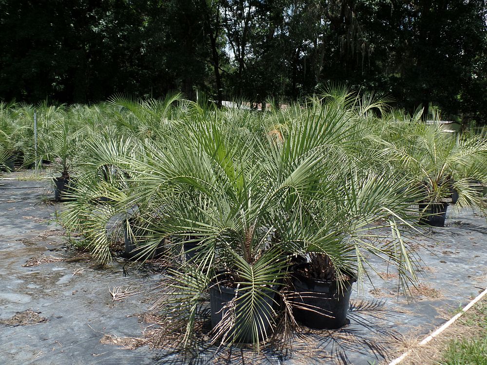 butia-capitata-cocos-australis-pindo-palm-jelly-palm