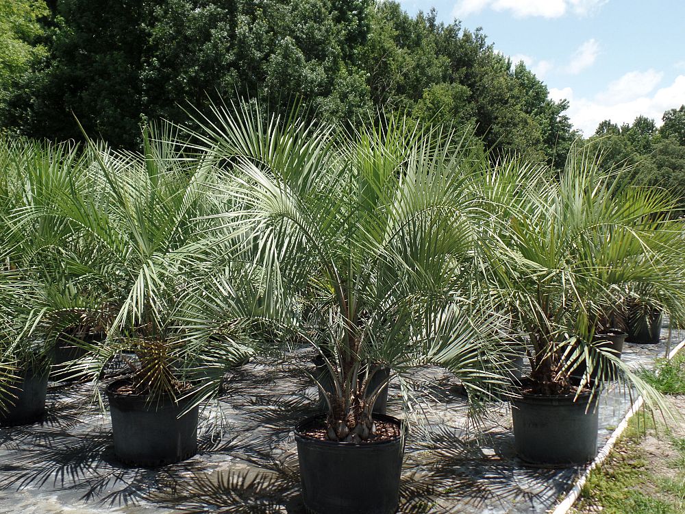 butia-capitata-cocos-australis-pindo-palm-jelly-palm
