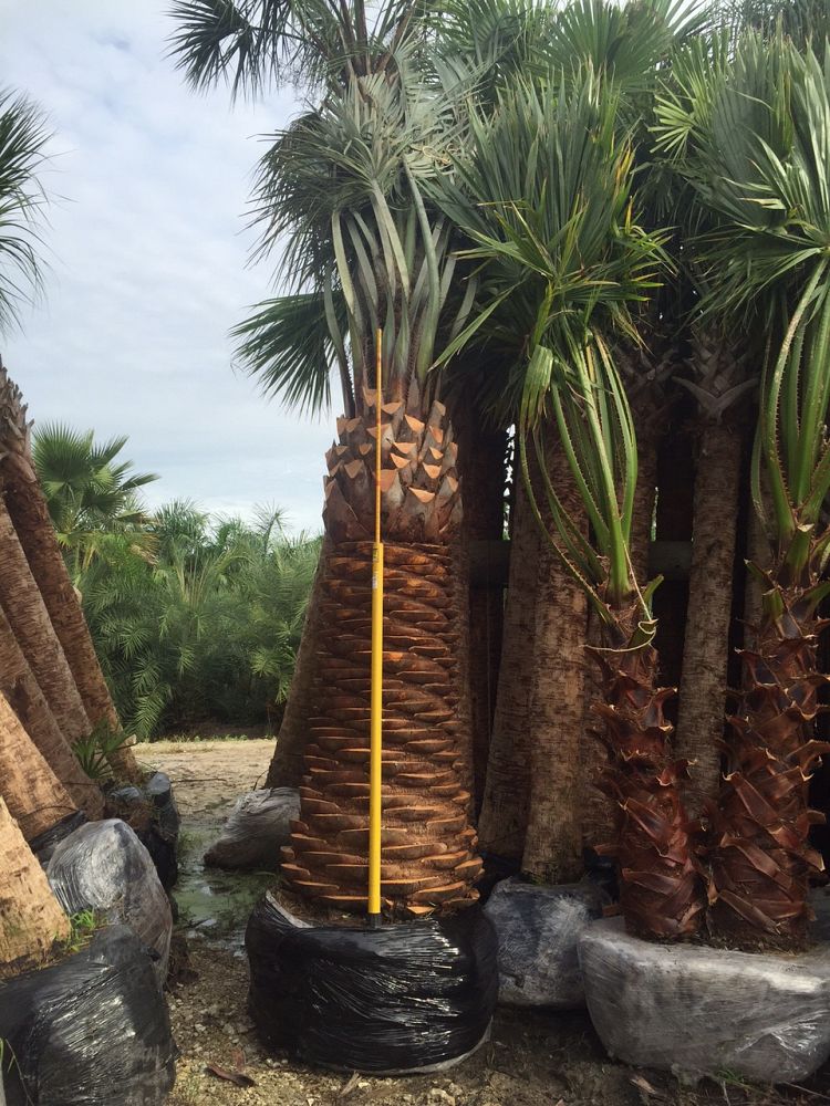 butia-capitata-cocos-australis-pindo-palm-jelly-palm