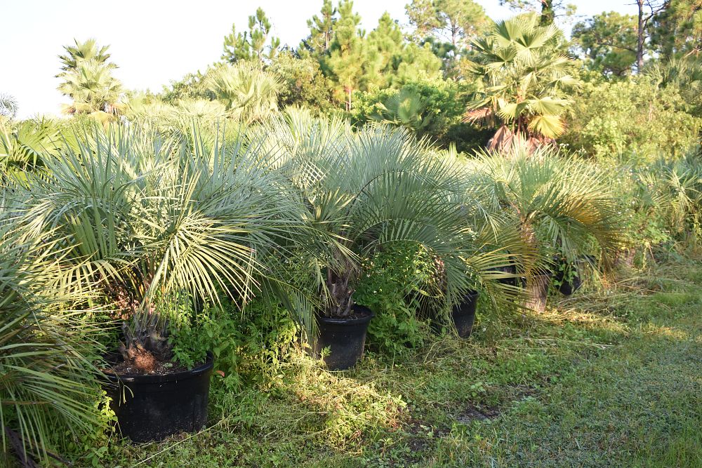 butia-capitata-cocos-australis-pindo-palm-jelly-palm