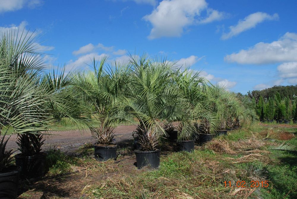 butia-capitata-cocos-australis-pindo-palm-jelly-palm