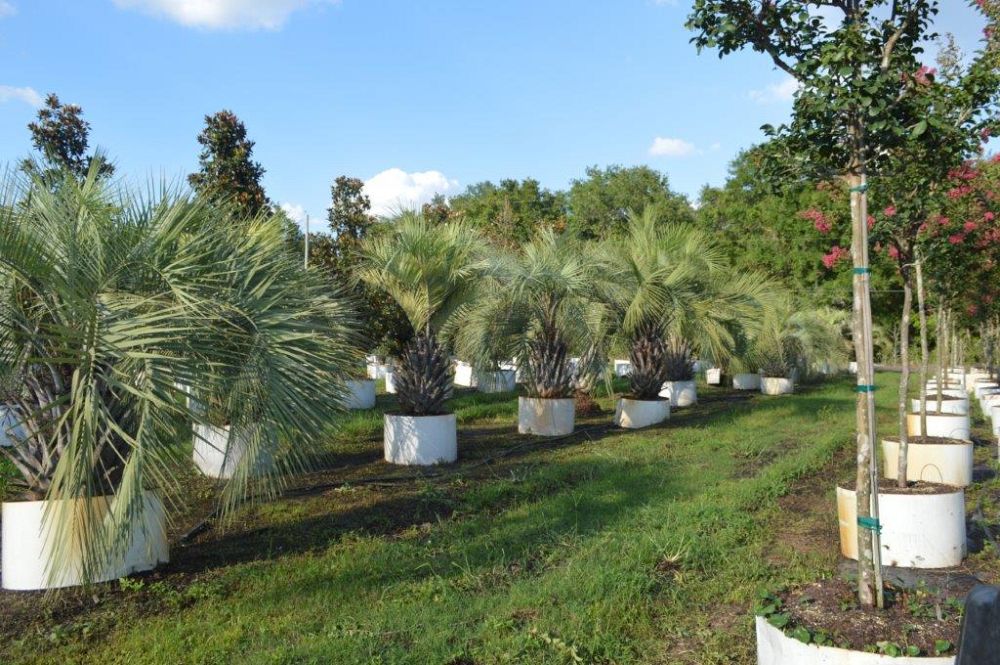 butia-capitata-cocos-australis-pindo-palm-jelly-palm