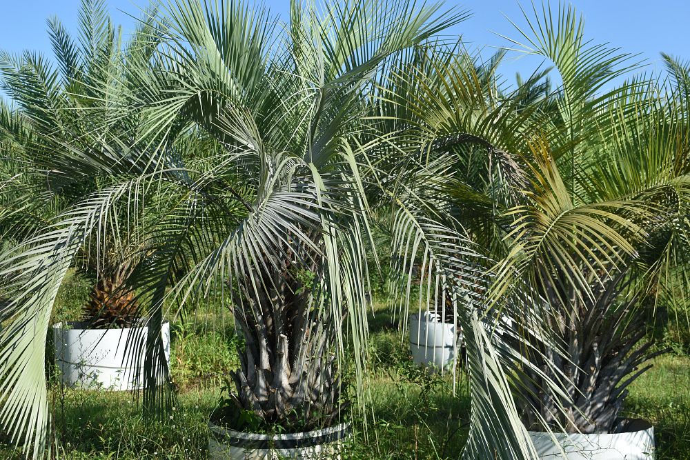 butia-capitata-cocos-australis-pindo-palm-jelly-palm