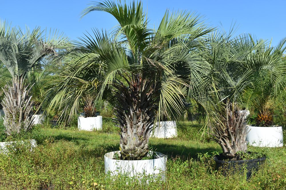 butia-capitata-cocos-australis-pindo-palm-jelly-palm