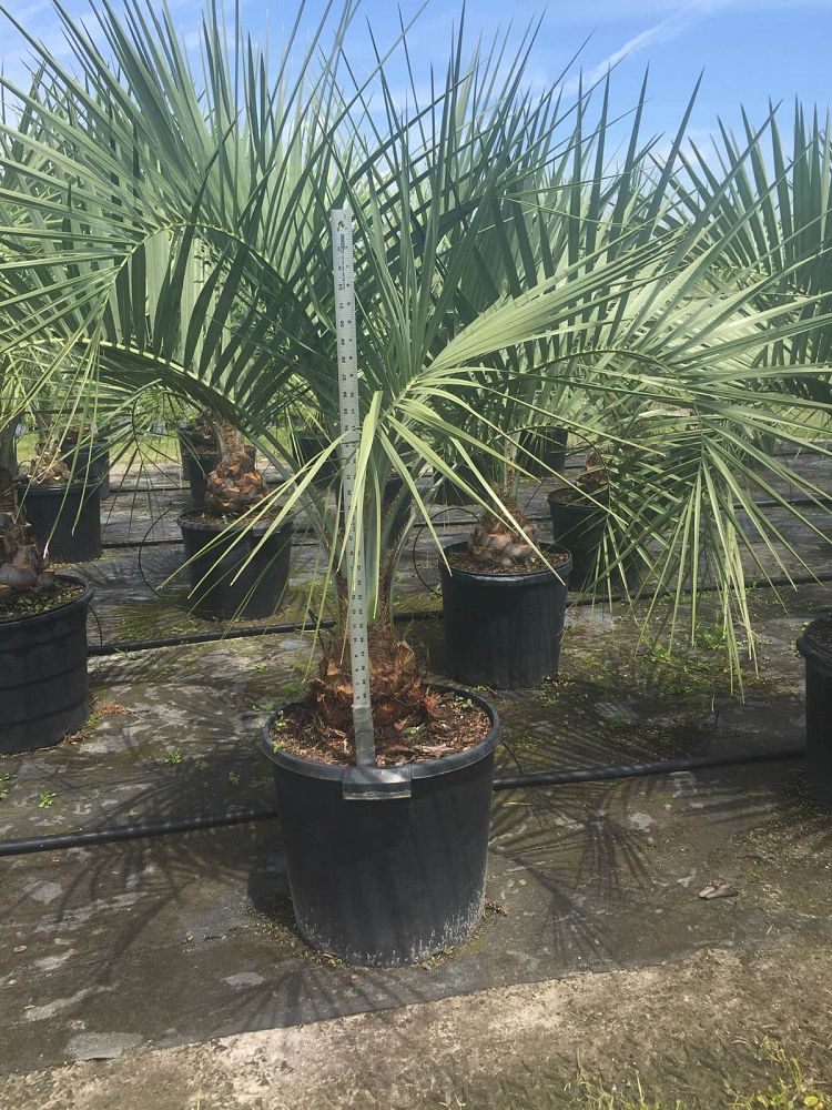 butia-capitata-cocos-australis-pindo-palm-jelly-palm