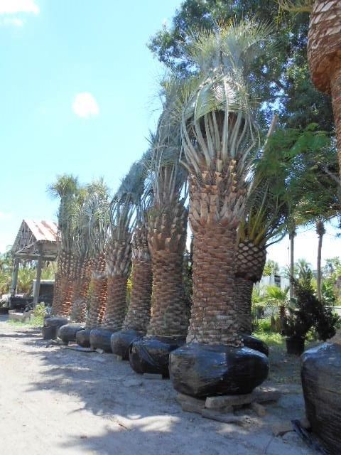 butia-capitata-cocos-australis-pindo-palm-jelly-palm