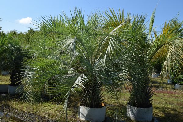 butia-capitata-cocos-australis-pindo-palm-jelly-palm