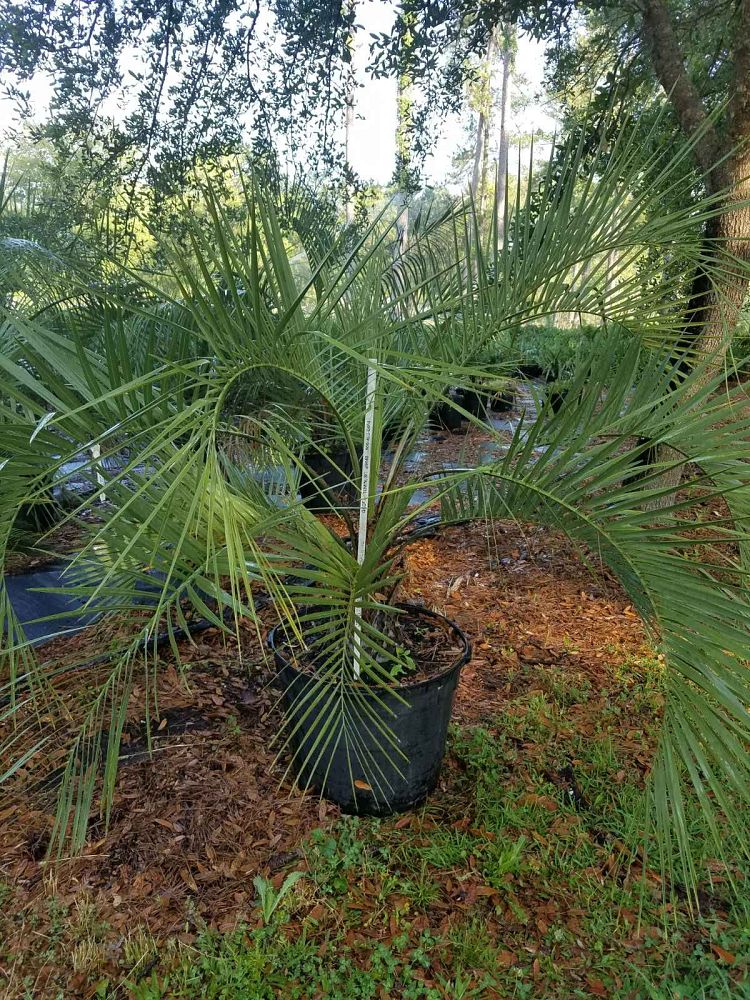 butia-capitata-cocos-australis-pindo-palm-jelly-palm