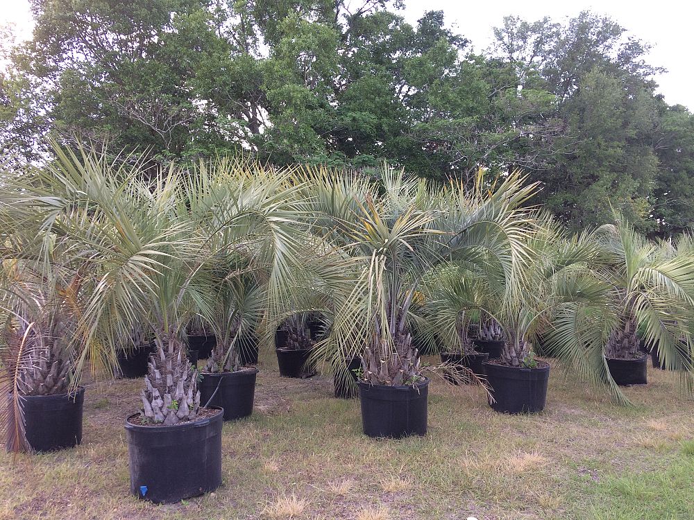 butia-capitata-cocos-australis-pindo-palm-jelly-palm