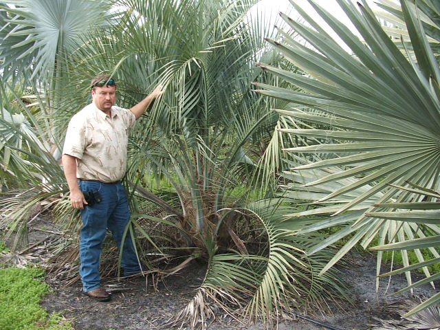 butia-capitata-cocos-australis-pindo-palm-jelly-palm