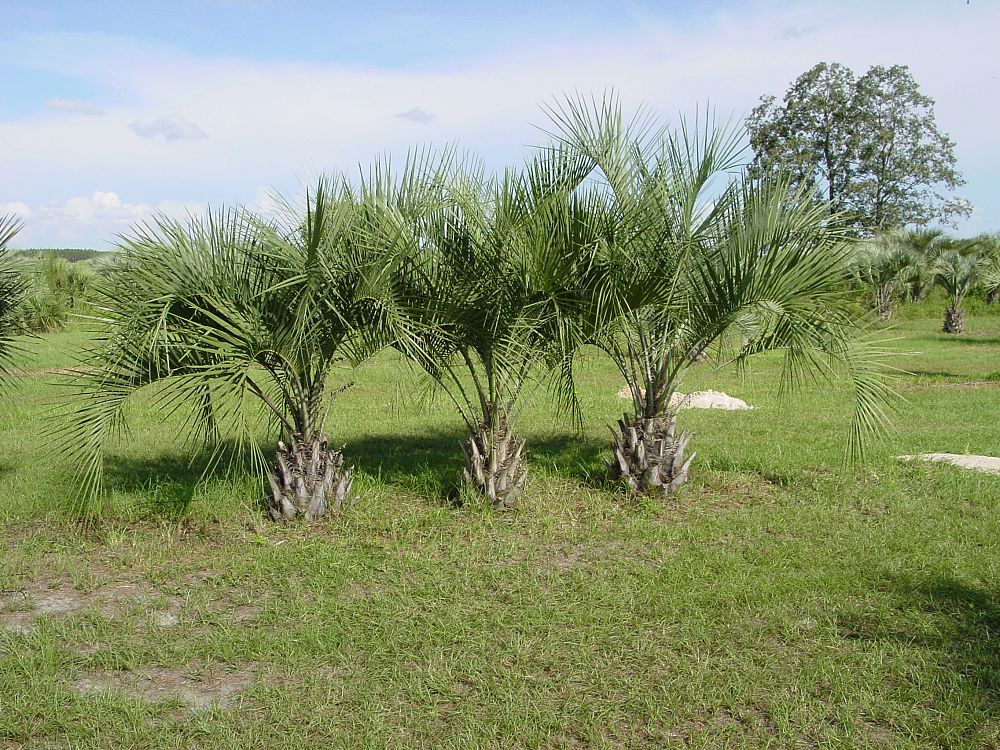 butia-capitata-cocos-australis-pindo-palm-jelly-palm