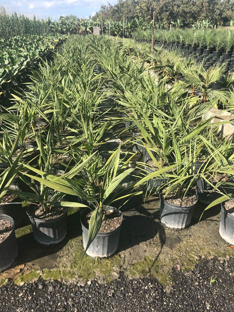 butia-capitata-cocos-australis-pindo-palm-jelly-palm