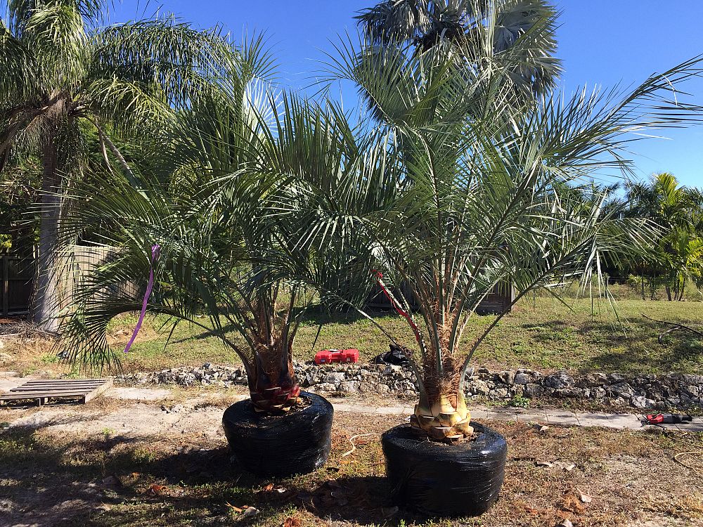 butia-capitata-cocos-australis-pindo-palm-jelly-palm
