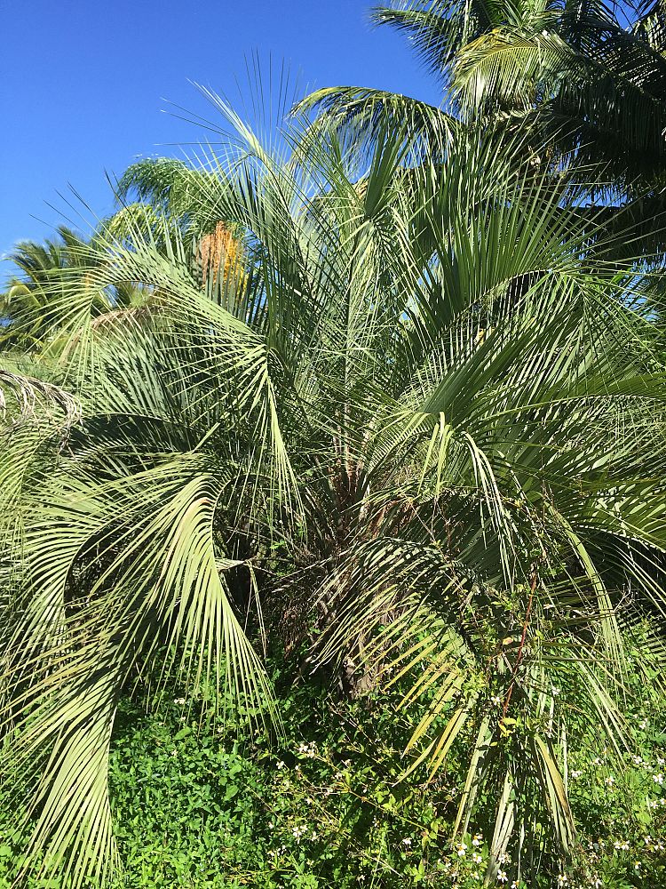 butia-capitata-cocos-australis-pindo-palm-jelly-palm