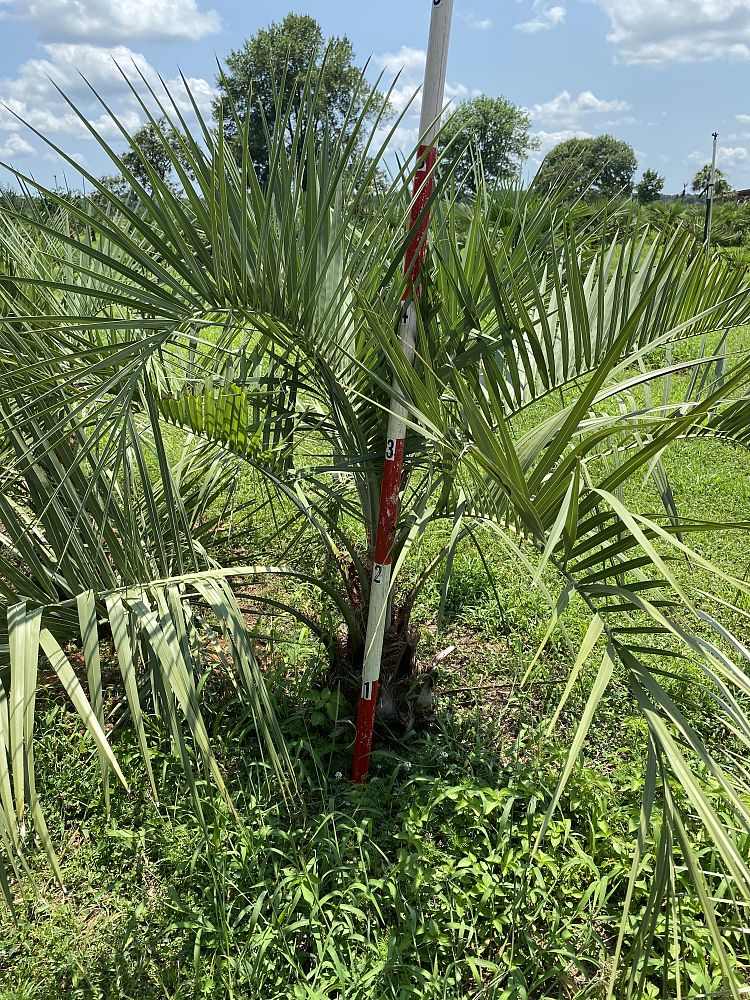 butia-capitata-cocos-australis-pindo-palm-jelly-palm