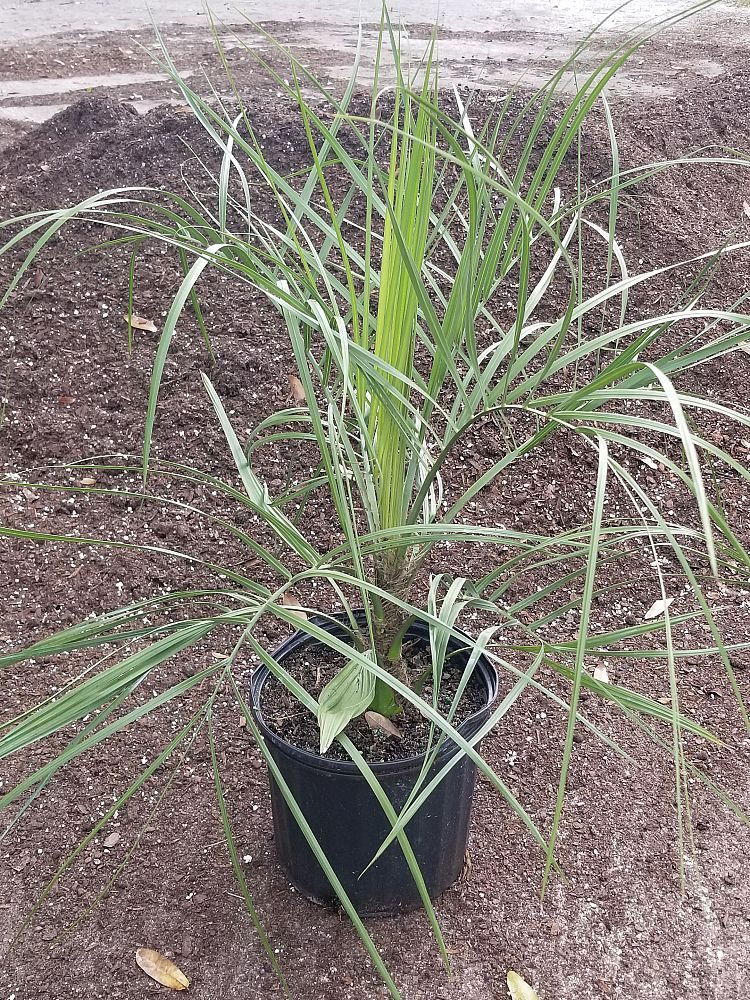 butia-capitata-cocos-australis-pindo-palm-jelly-palm