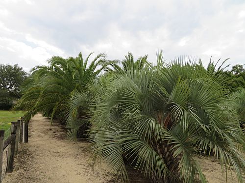butia-capitata-cocos-australis-pindo-palm-jelly-palm