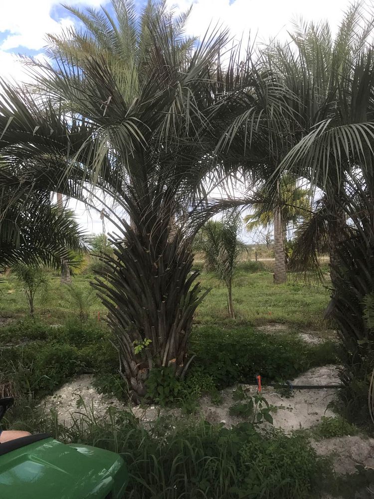 butia-capitata-cocos-australis-pindo-palm-jelly-palm