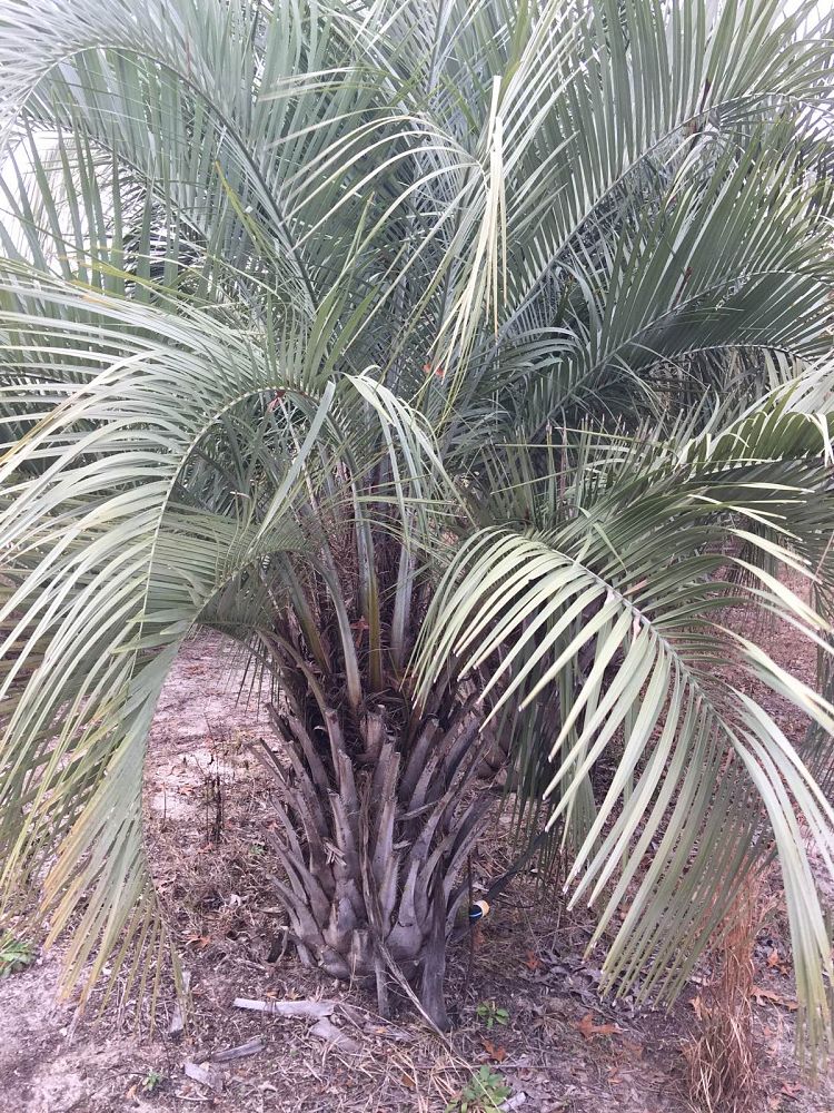 butia-capitata-cocos-australis-pindo-palm-jelly-palm