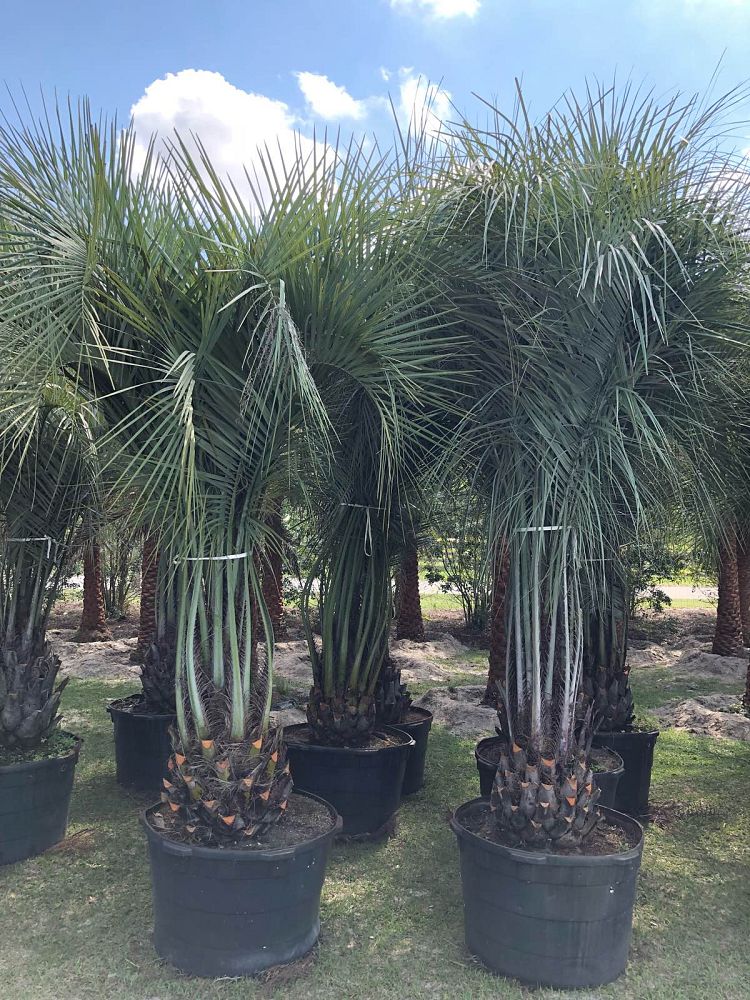 butia-capitata-cocos-australis-pindo-palm-jelly-palm