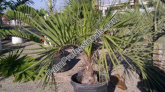 butia-capitata-cocos-australis-pindo-palm-jelly-palm