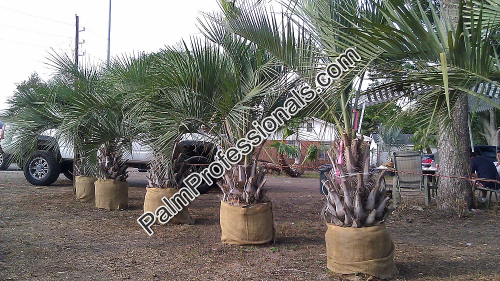 butia-capitata-cocos-australis-pindo-palm-jelly-palm