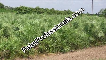 butia-capitata-cocos-australis-pindo-palm-jelly-palm