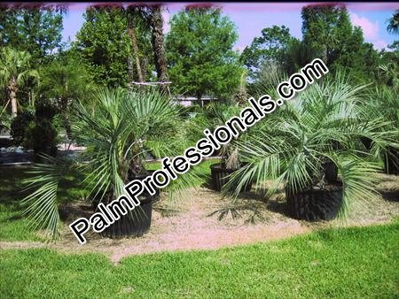 butia-capitata-cocos-australis-pindo-palm-jelly-palm